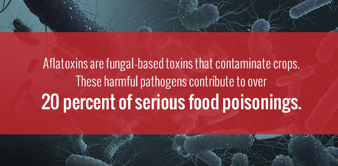Aflatoxins and Food Handling Best Practices